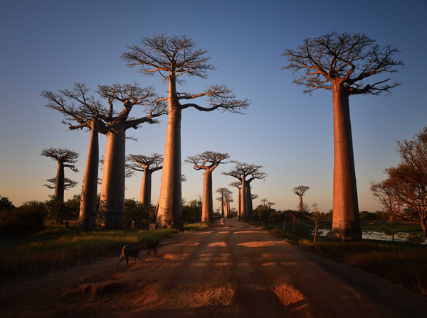 Allée des baobabs